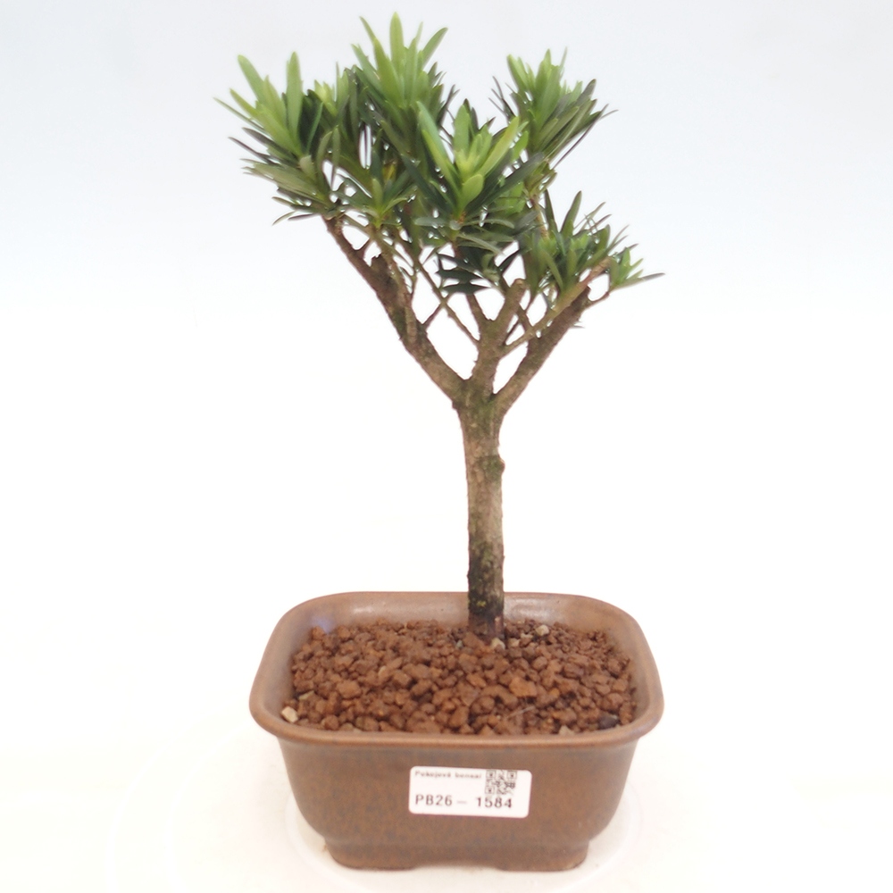 Pokojová bonsai - Podocarpus - Kamenný tis