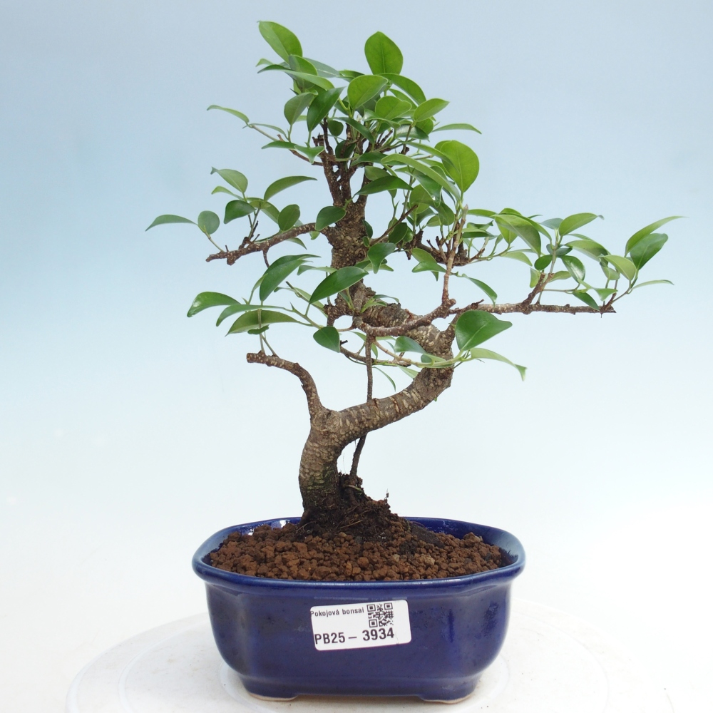 Pokojová bonsai - Ficus retusa -  malolistý fíkus