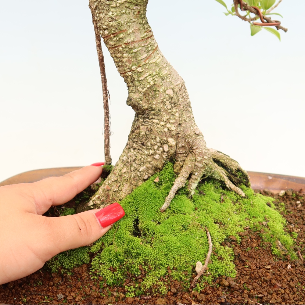 Pokojová bonsai - Ficus kimmen -  malolistý fíkus
