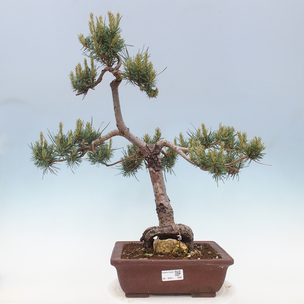 Venkovní bonsai - Pinus Sylvestris Watererri - Borovice lesní