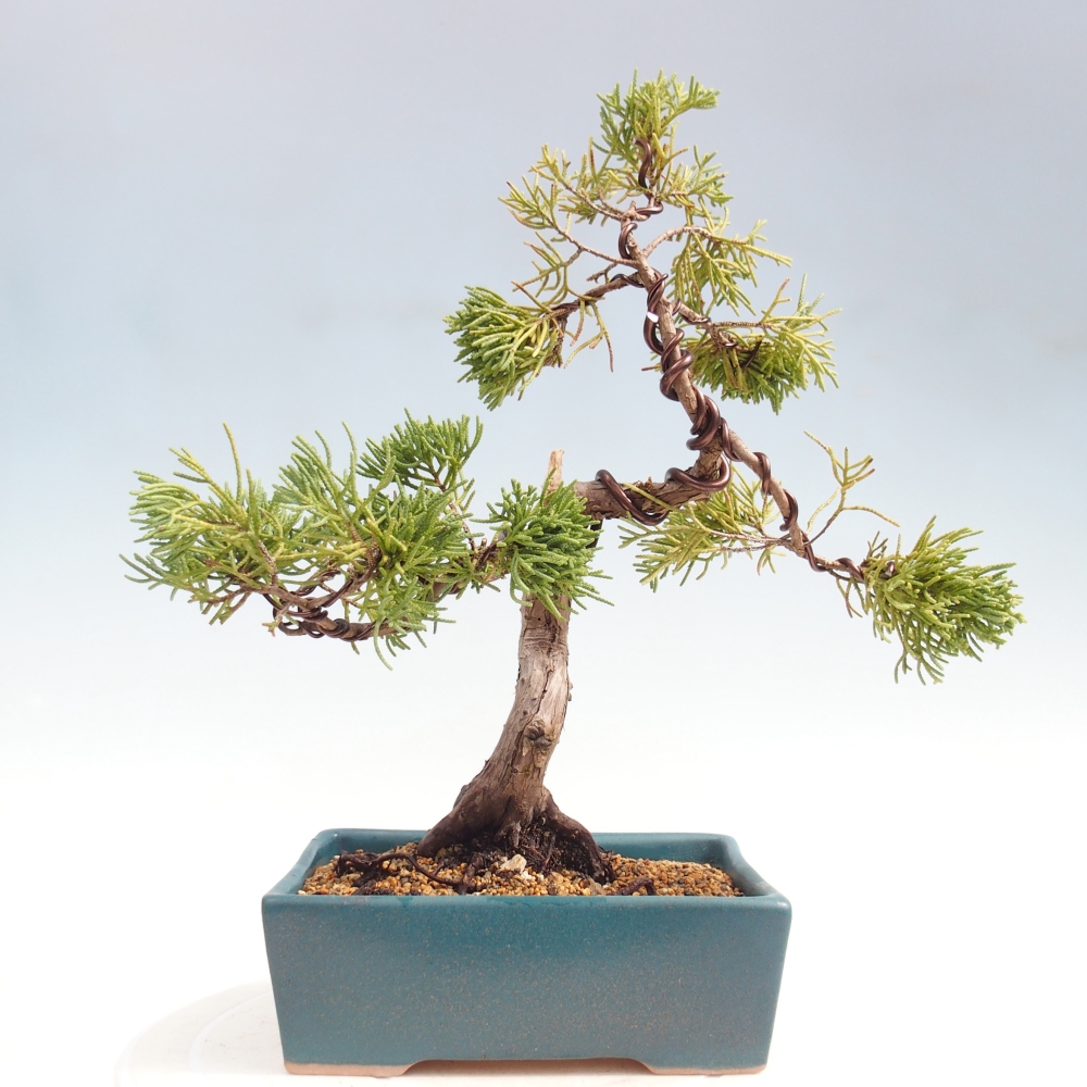 Venkovní bonsai - Juniperus chinensis Kishu -Jalovec čínský