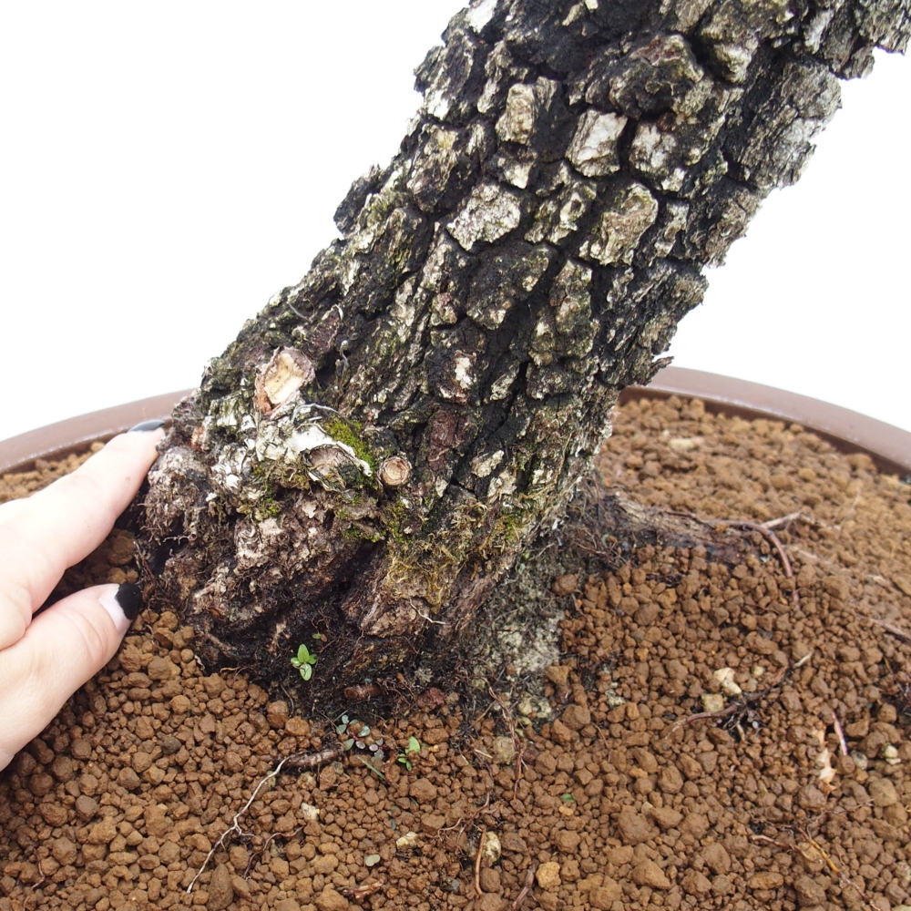 Yamadori - Quercus Ilex -Dub cesmínovitý