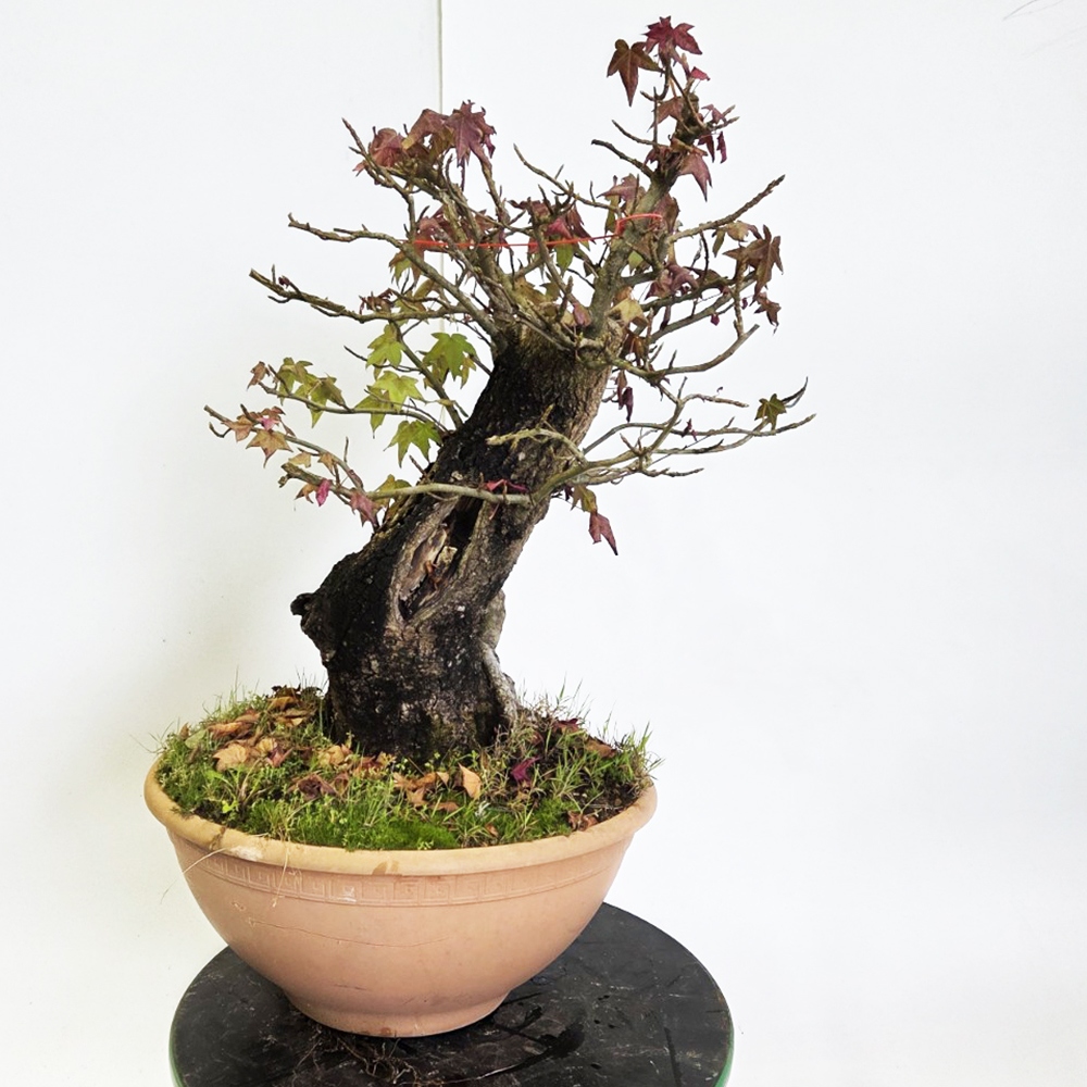 Venkovní bonsai - Ambroň západní - Liquidambar styraciflua