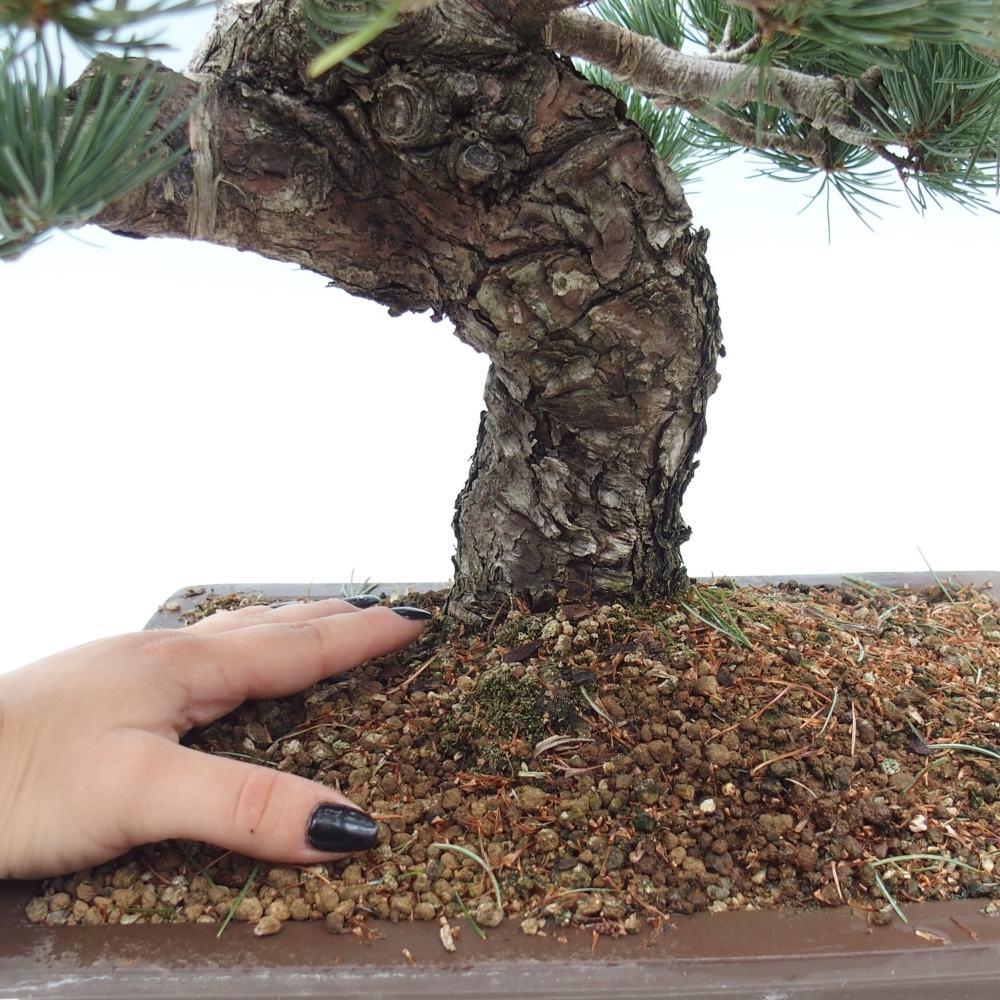 Venkovní bonsai - Pinus parviflora - Borovice drobnokvětá