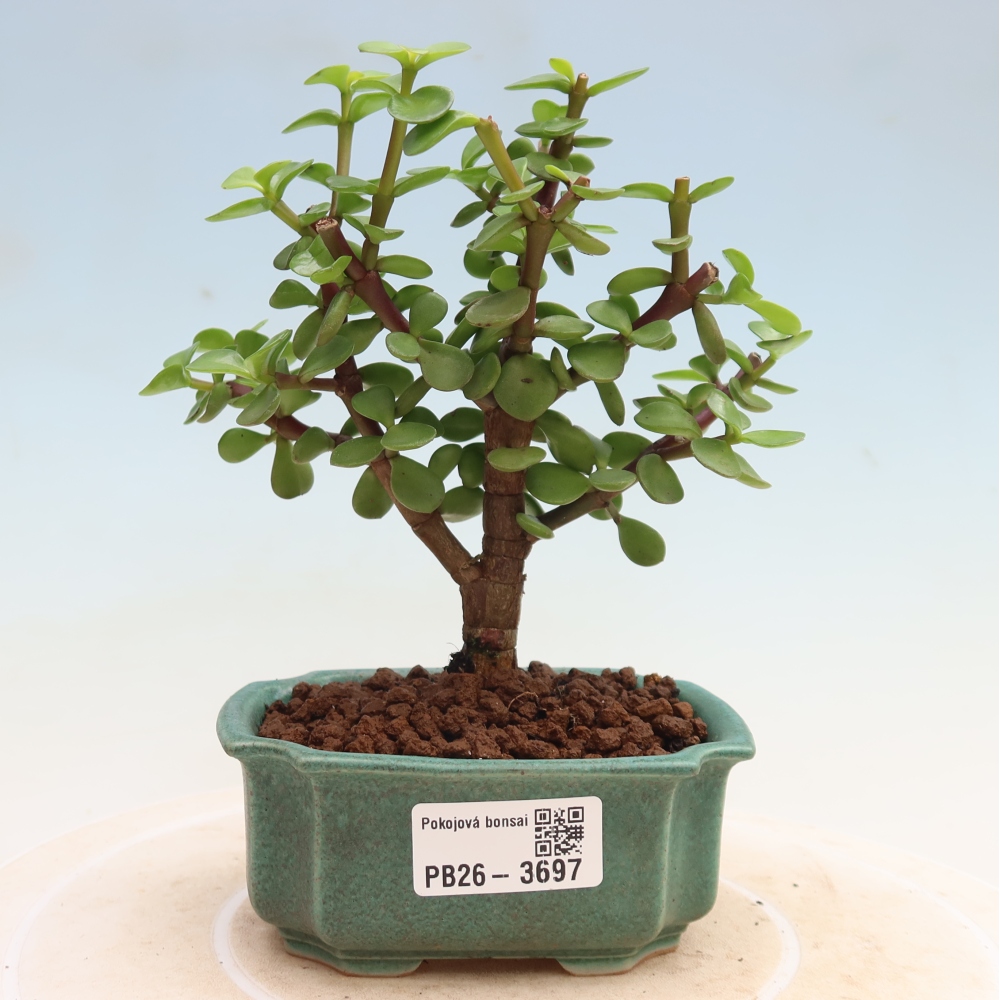 Pokojová bonsai - Portulakaria Afra - Tlustice