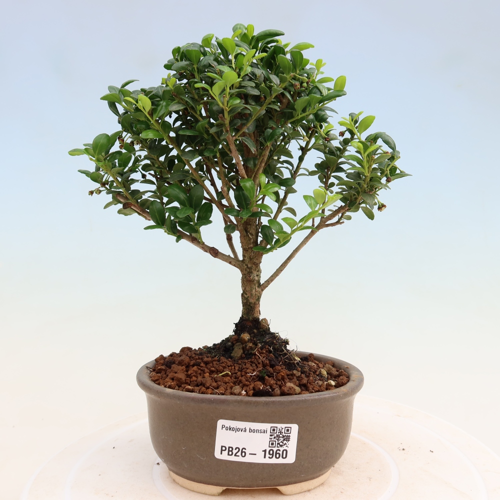 Pokojová bonsai - Ilex crenata - Cesmína