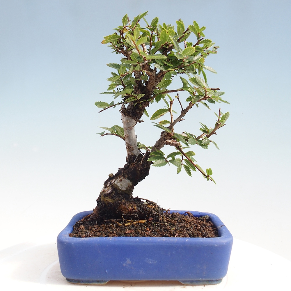 Venkovní bonsai - Zelkova - Zelkova NIRE