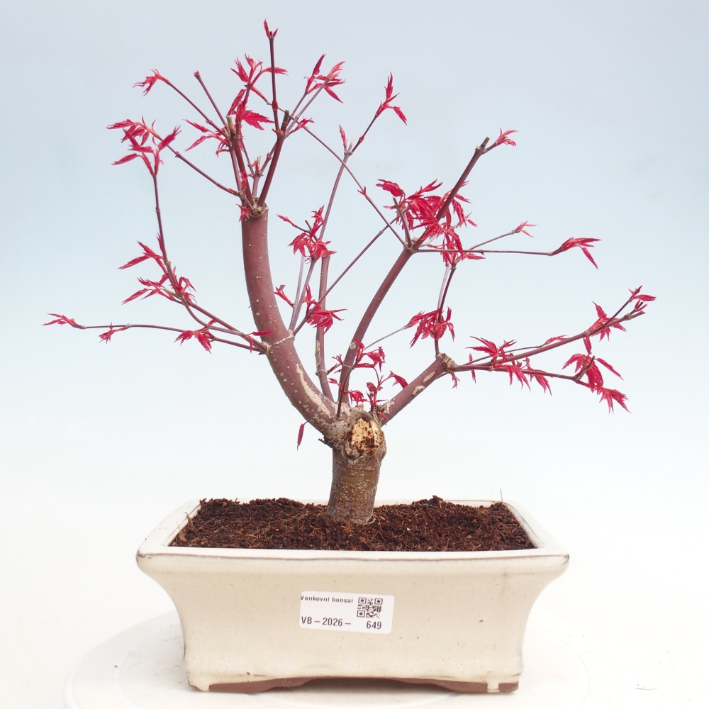 Venkovní bonsai - Javor dlanitolistý - Acer palmatum DESHOJO