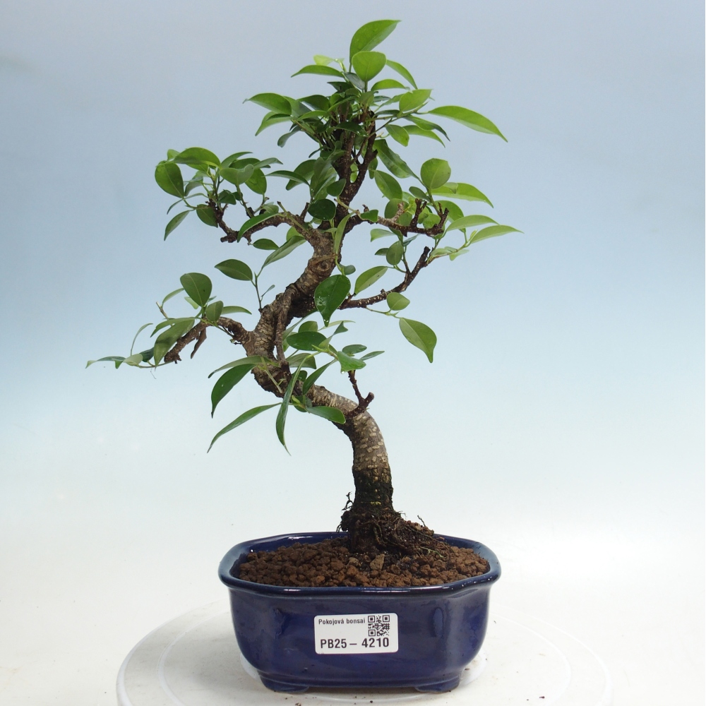 Pokojová bonsai - Ficus retusa -  malolistý fíkus