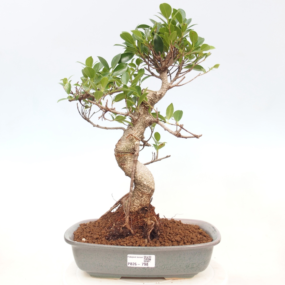 Pokojová bonsai - Ficus kimmen -  malolistý fíkus