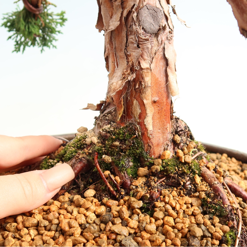Venkovní bonsai - Juniperus chinensis Kishu -Jalovec čínský