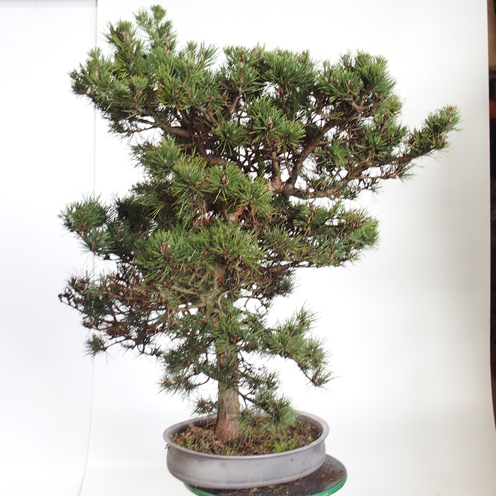 Yamadori - Pinus sylvestris - Borovice lesní - Španělsko