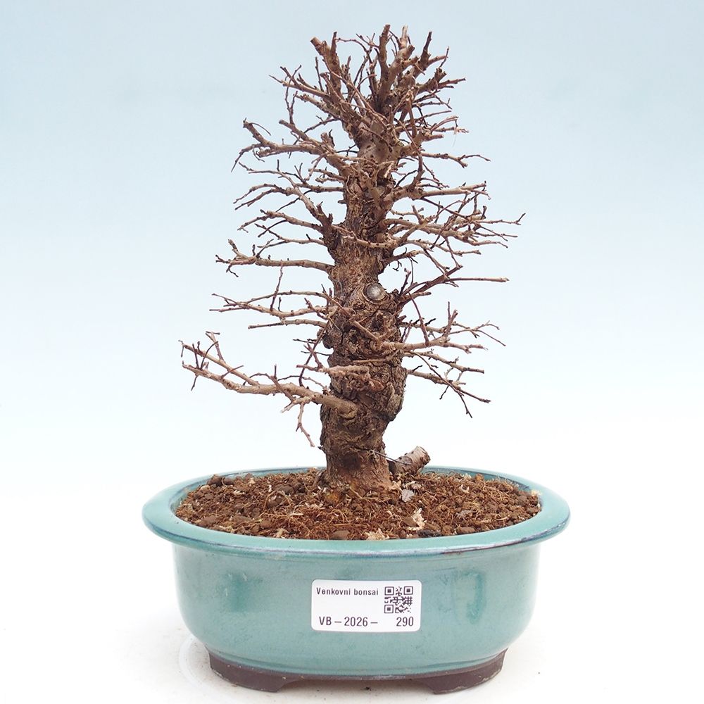 Venkovní bonsai - Zelkova - Zelkova NIRE