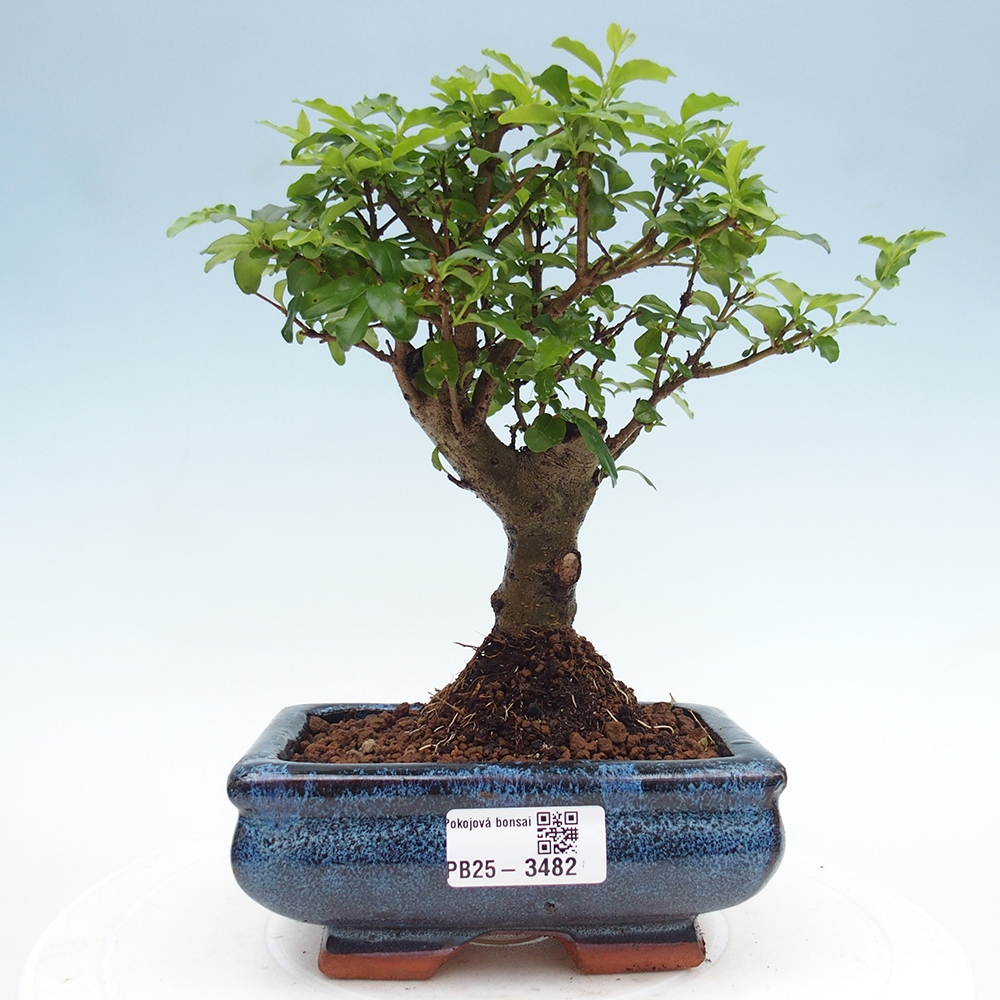 Pokojová bonsai -Ligustrum chinensis - Ptačí zob