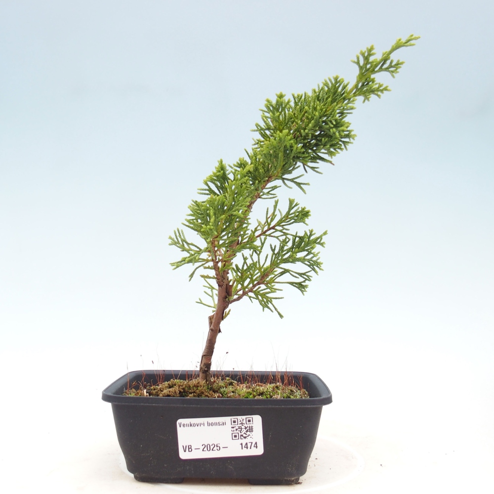 Venkovní bonsai - Juniperus chinensis Itoigawa -Jalovec čínský