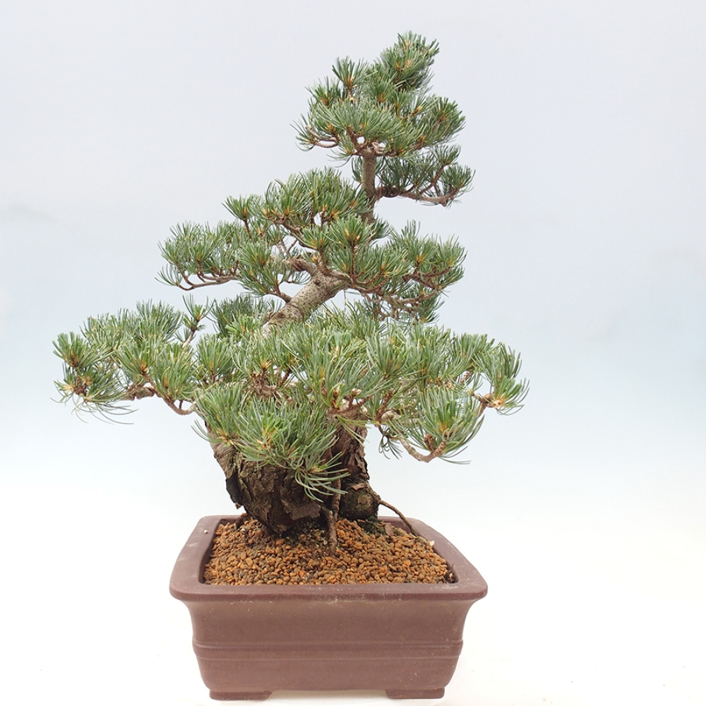 Venkovní bonsai - Pinus parviflora - Borovice drobnokvětá