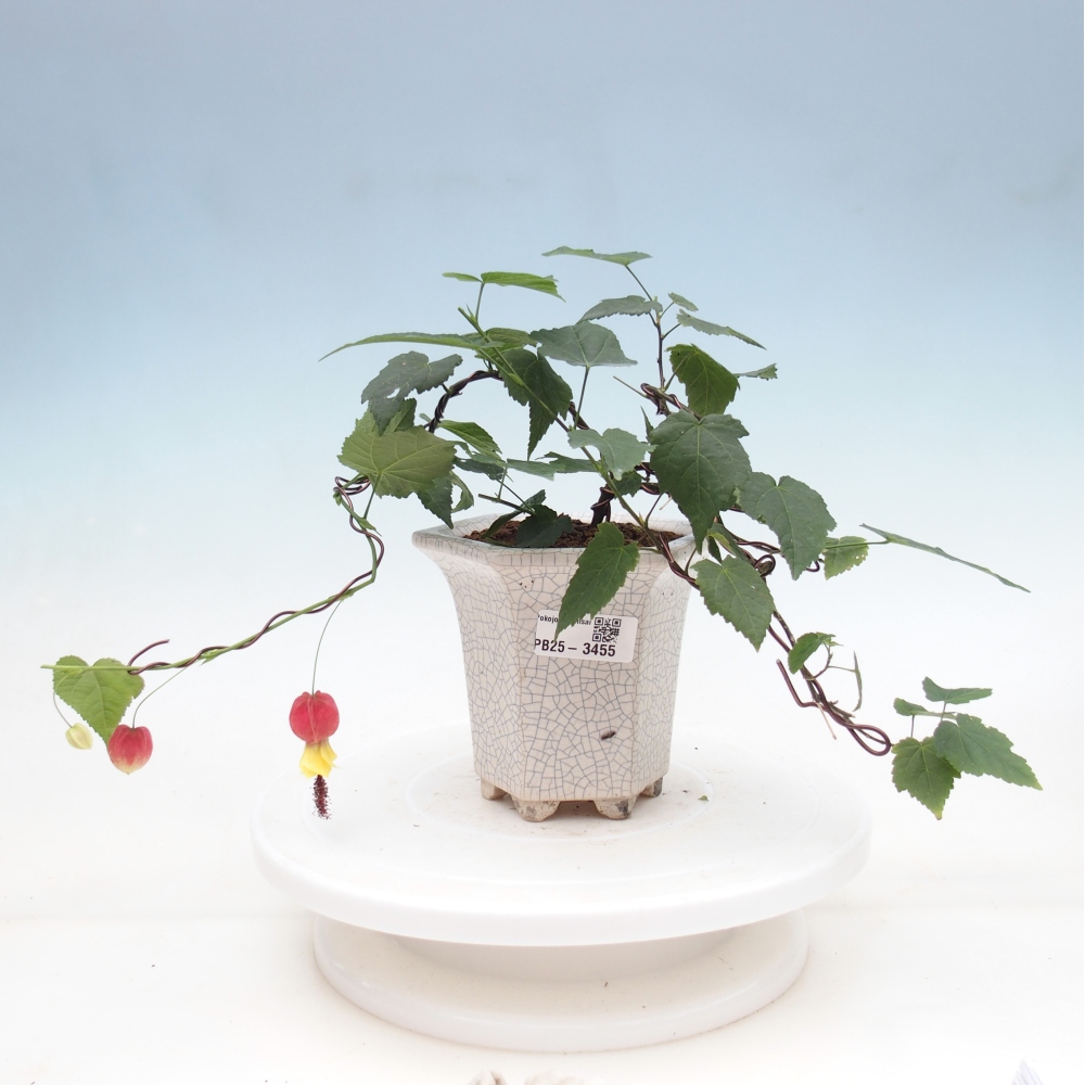 Pokojová bonsai - Abutilon Big Bell - Mračňák poříční