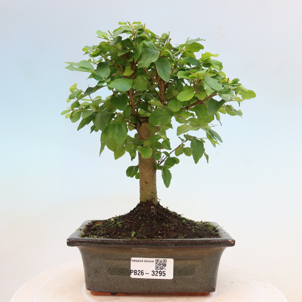 Pokojová bonsai -Ligustrum chinensis - Ptačí zob