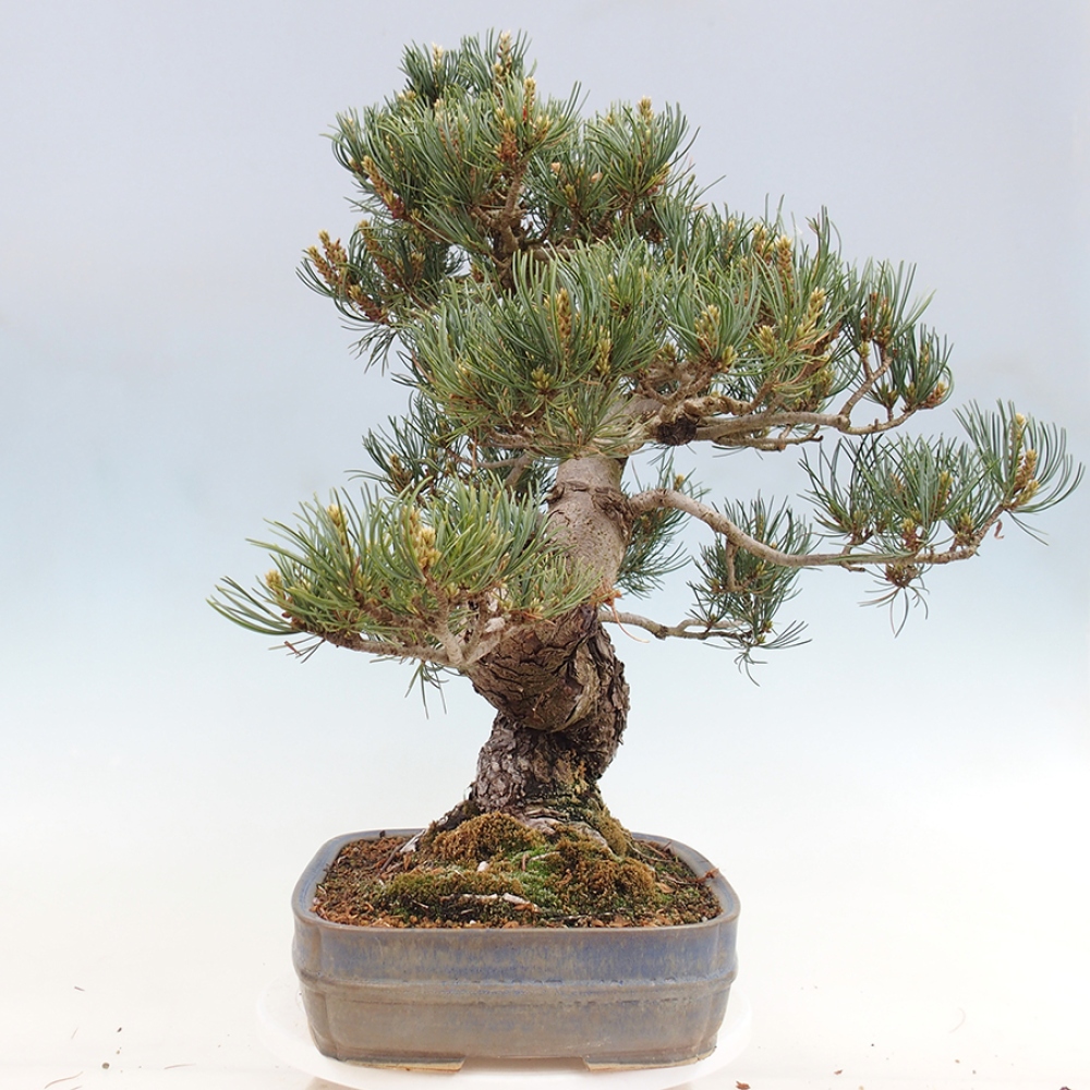 Venkovní bonsai - Pinus parviflora - Borovice drobnokvětá