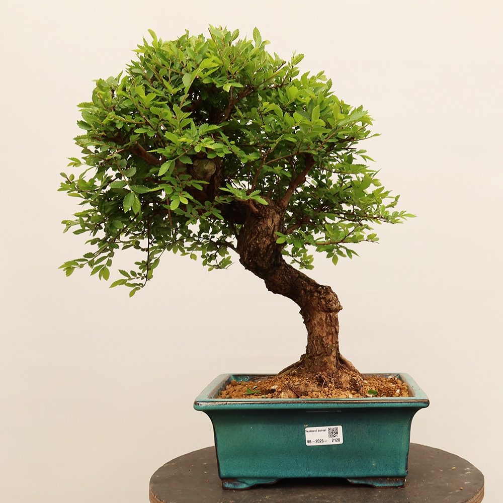 Venkovní bonsai - Zelkova - Zelkova NIRE