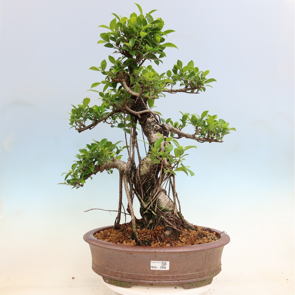 Pokojová bonsai - Ficus kimmen -  malolistý fíkus