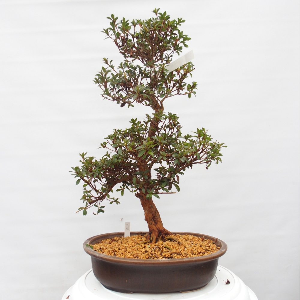 Venkovní bonsai - Japonská azalka - Azalea Hanatsuzuri