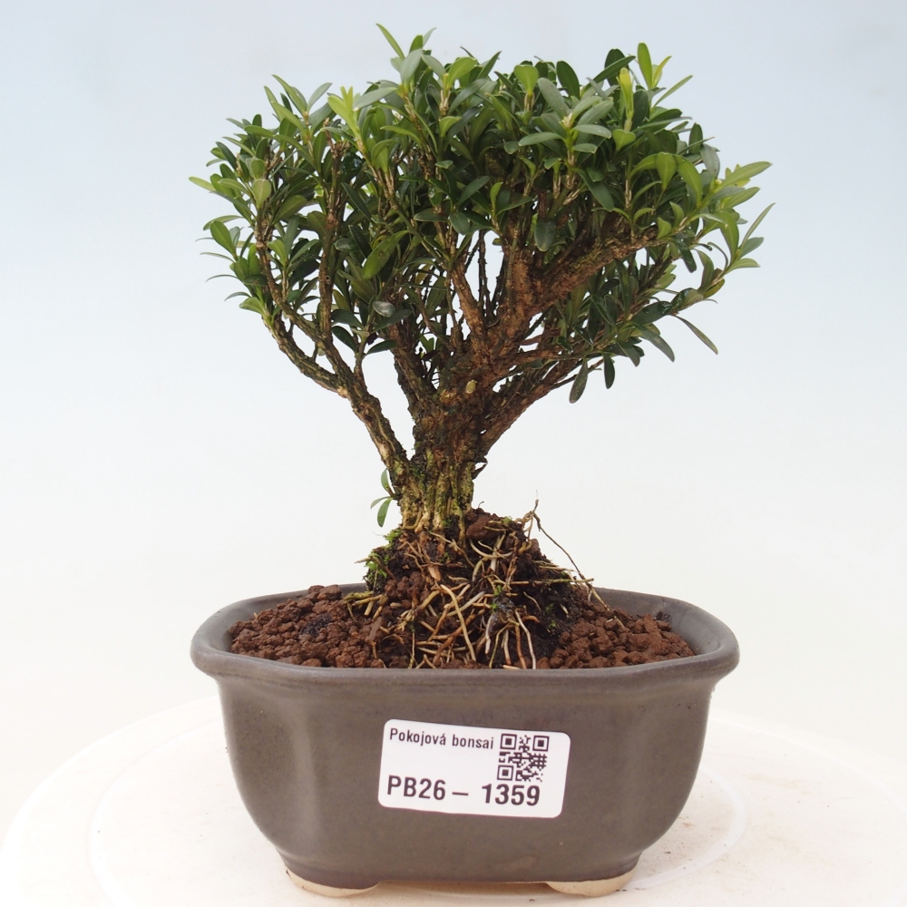 Pokojová bonsai - Buxus harlandii -korkový buxus