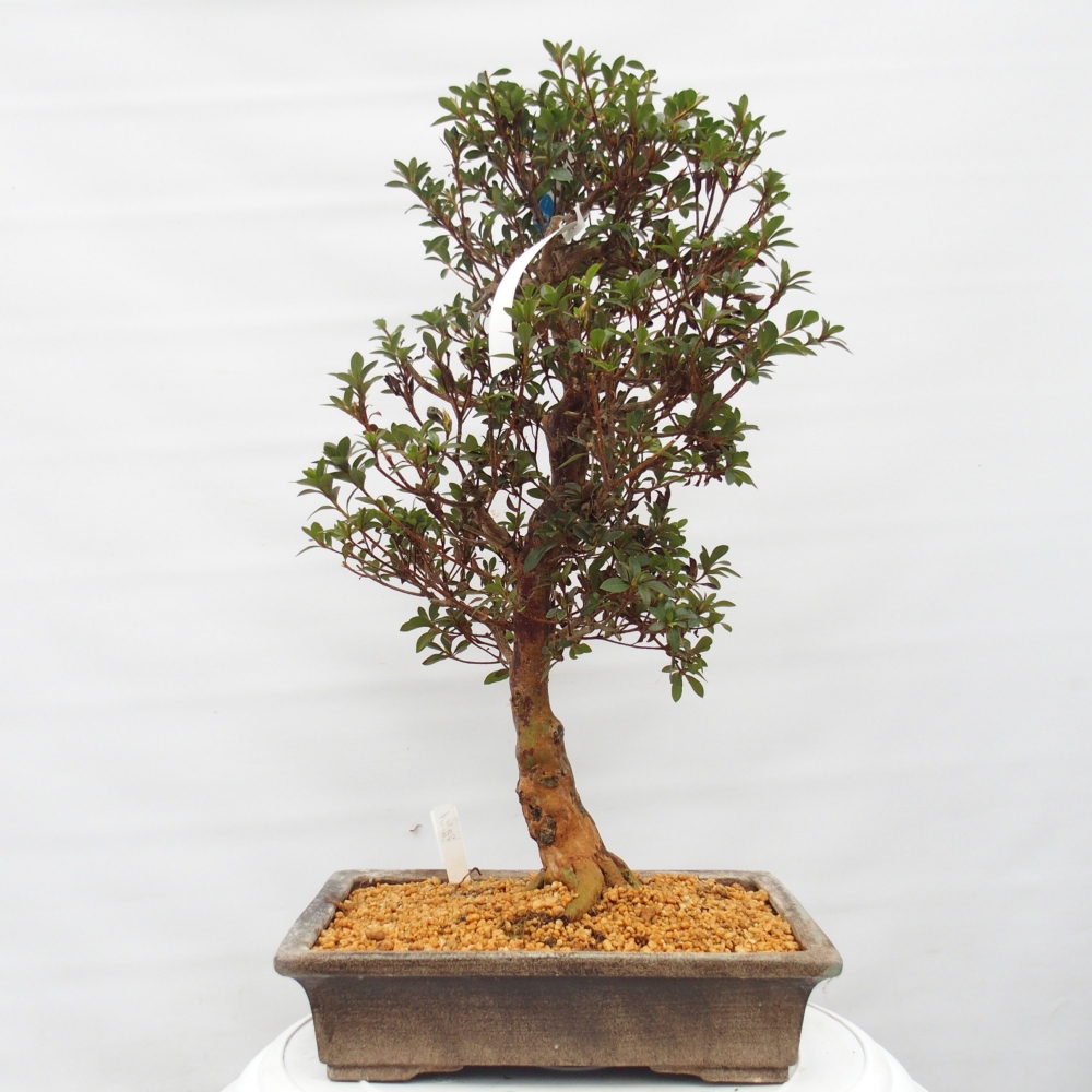 Venkovní bonsai - Japonská azalka - Azalea Hanatsuzuri