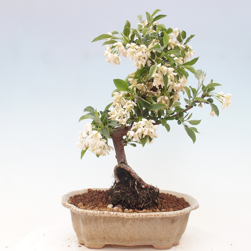 Venkovní bonsai - Malus sargentii -  Maloplodá jabloň