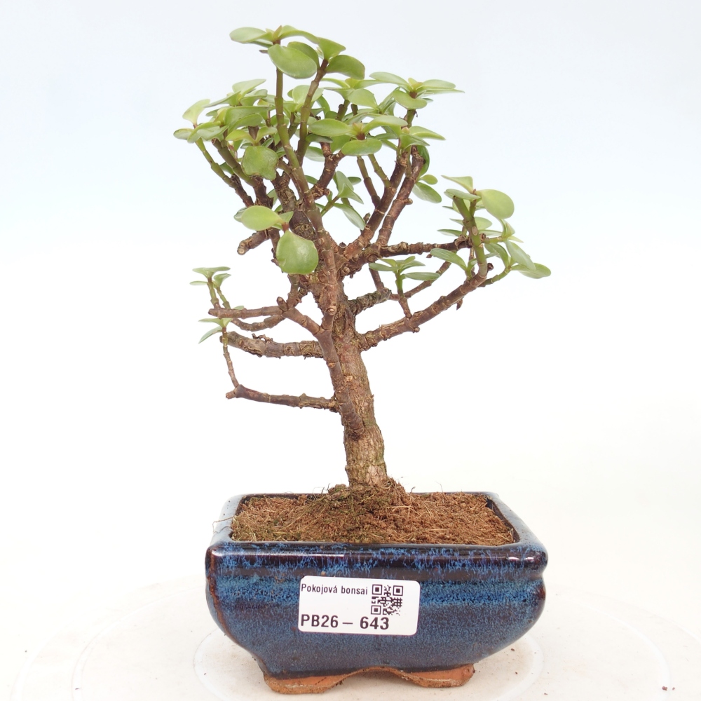 Pokojová bonsai - Portulakaria Afra - Tlustice