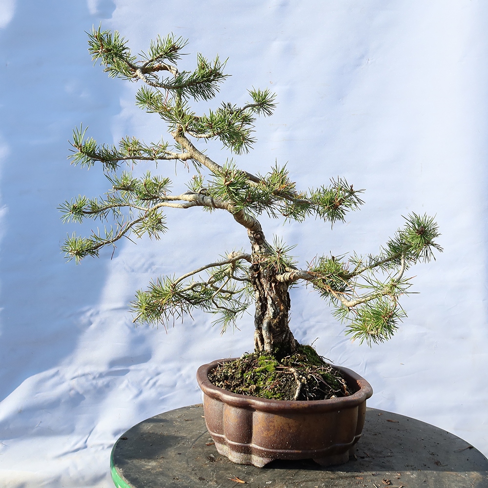 Pinus sylvestris Španělsko - borovice lesní