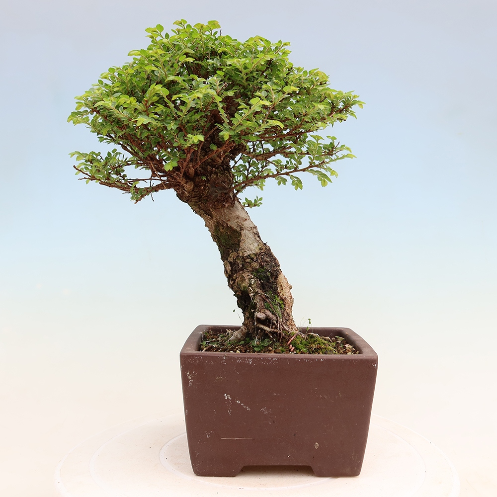 Venkovní bonsai - Ulmus parvifolia Sagei - Malolistý jilm