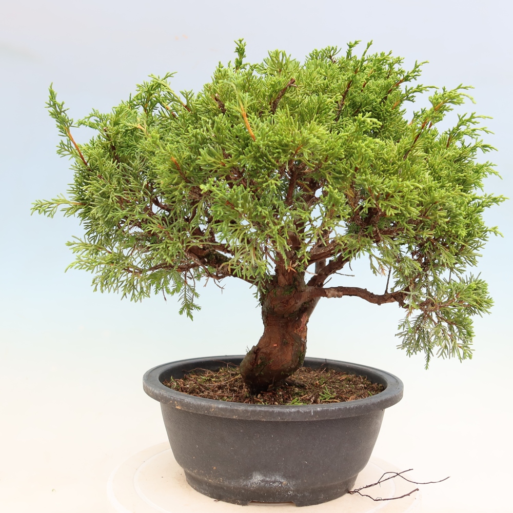 Venkovní bonsai - Juniperus chinensis Itoigawa-Jalovec čínský