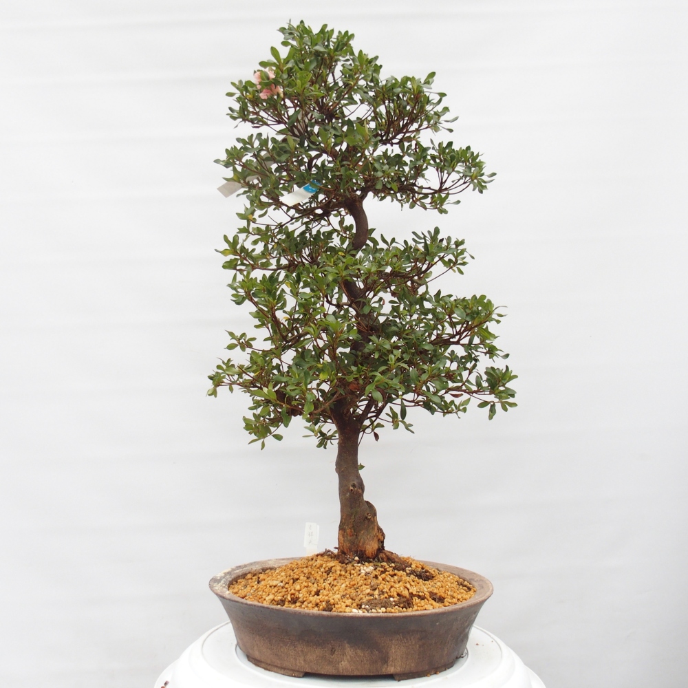 Venkovní bonsai - Japonská azalka - Azalea Kisshoten
