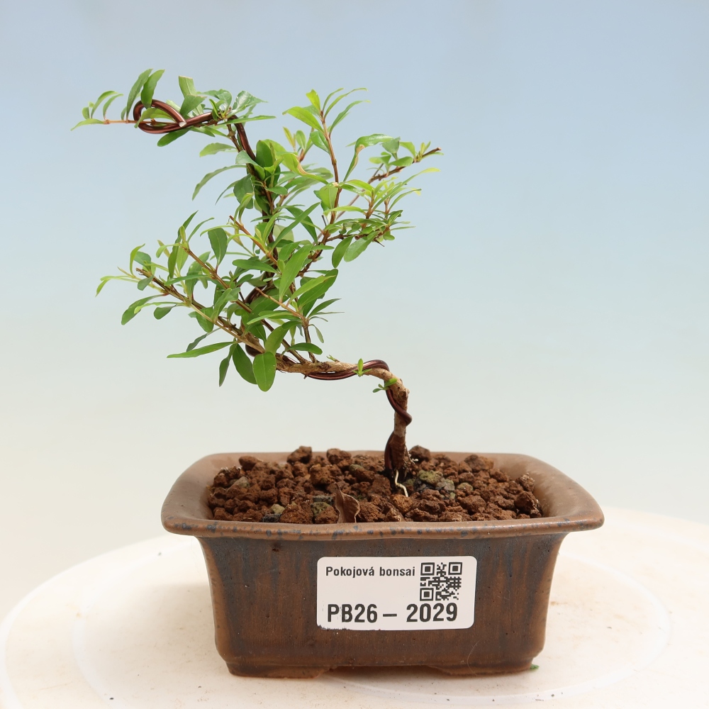 Pokojová bonsai-PUNICA granatum nana-Granátové jablko