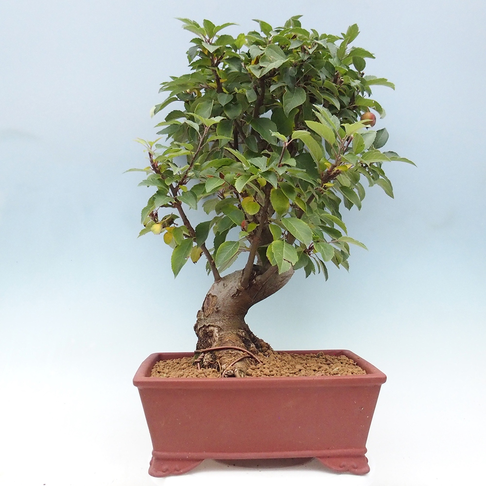 Venkovní bonsai -Malus halliana - Maloplodá jabloň