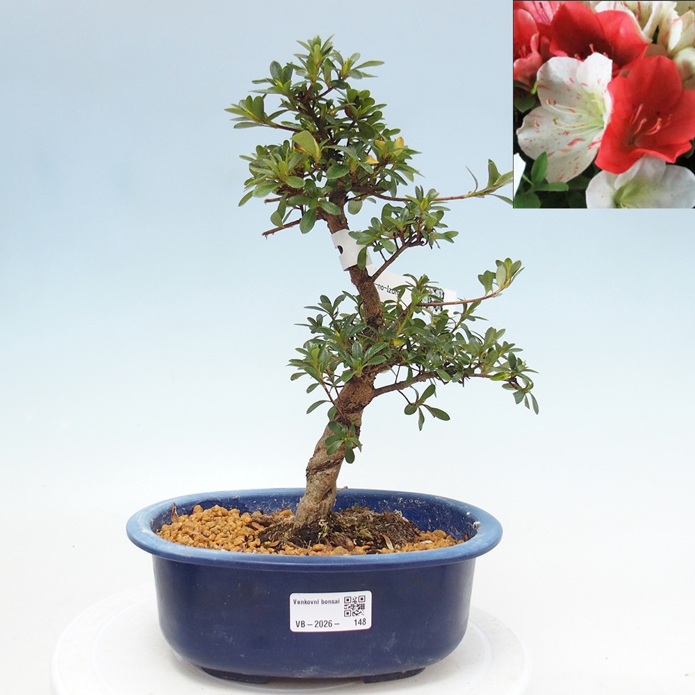 Venkovní bonsai - Japonská azalka - Azalea Asahi-no-izumi