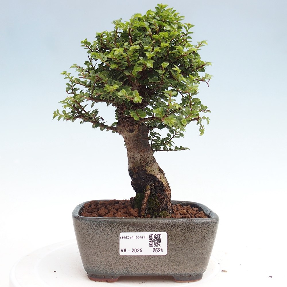 Venkovní bonsai - Ulmus parvifolia Hokkaido - jilm Čínský
