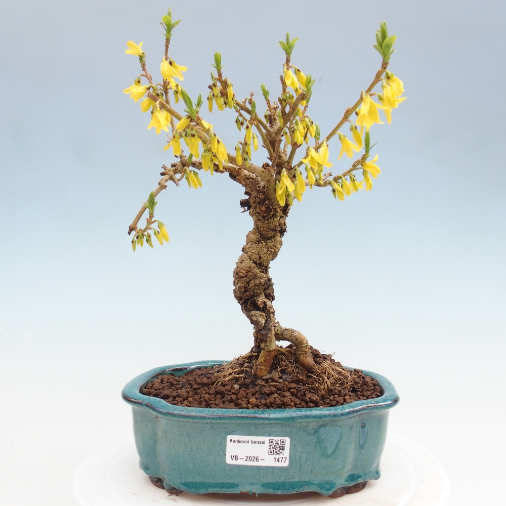 Venkovní bonsai - Zlatice - Forsythia koreana