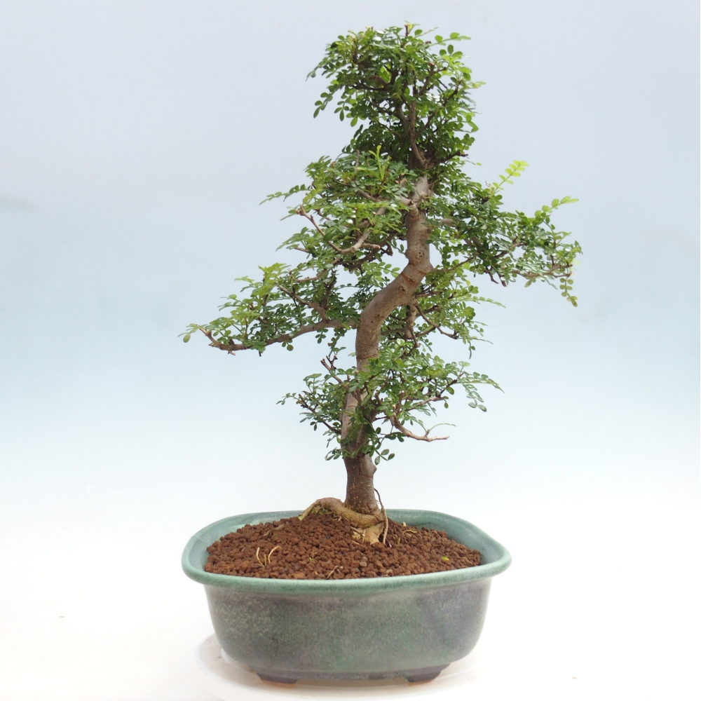 Pokojová bonsai - Zantoxylum piperitum - pepřovník