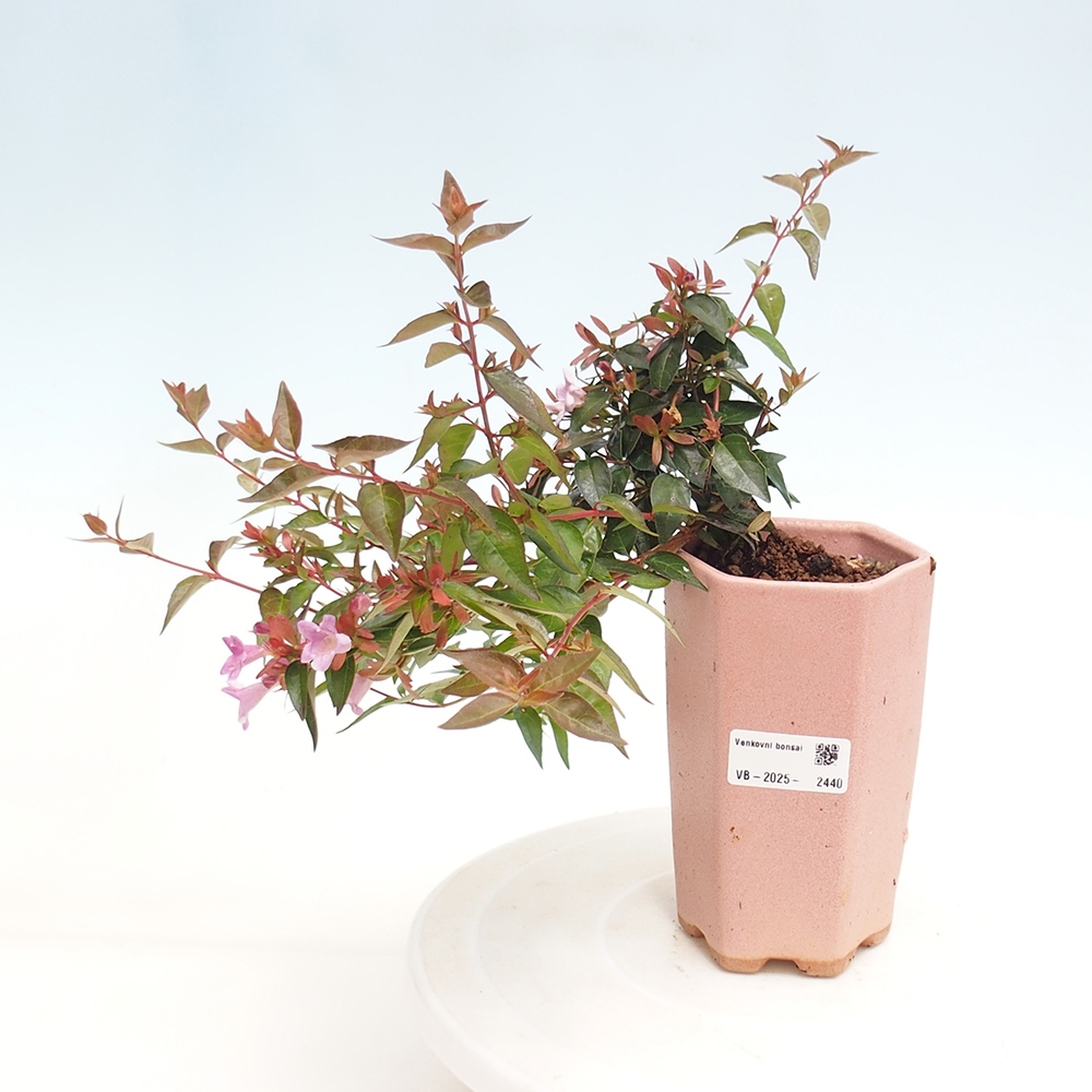 Venkovní bonsai - Abelia Grandiflora - Abélie velkokvětá