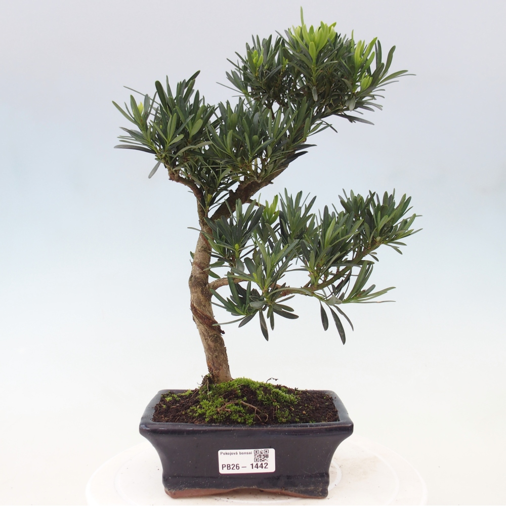 Pokojová bonsai - Podocarpus - Kamenný tis
