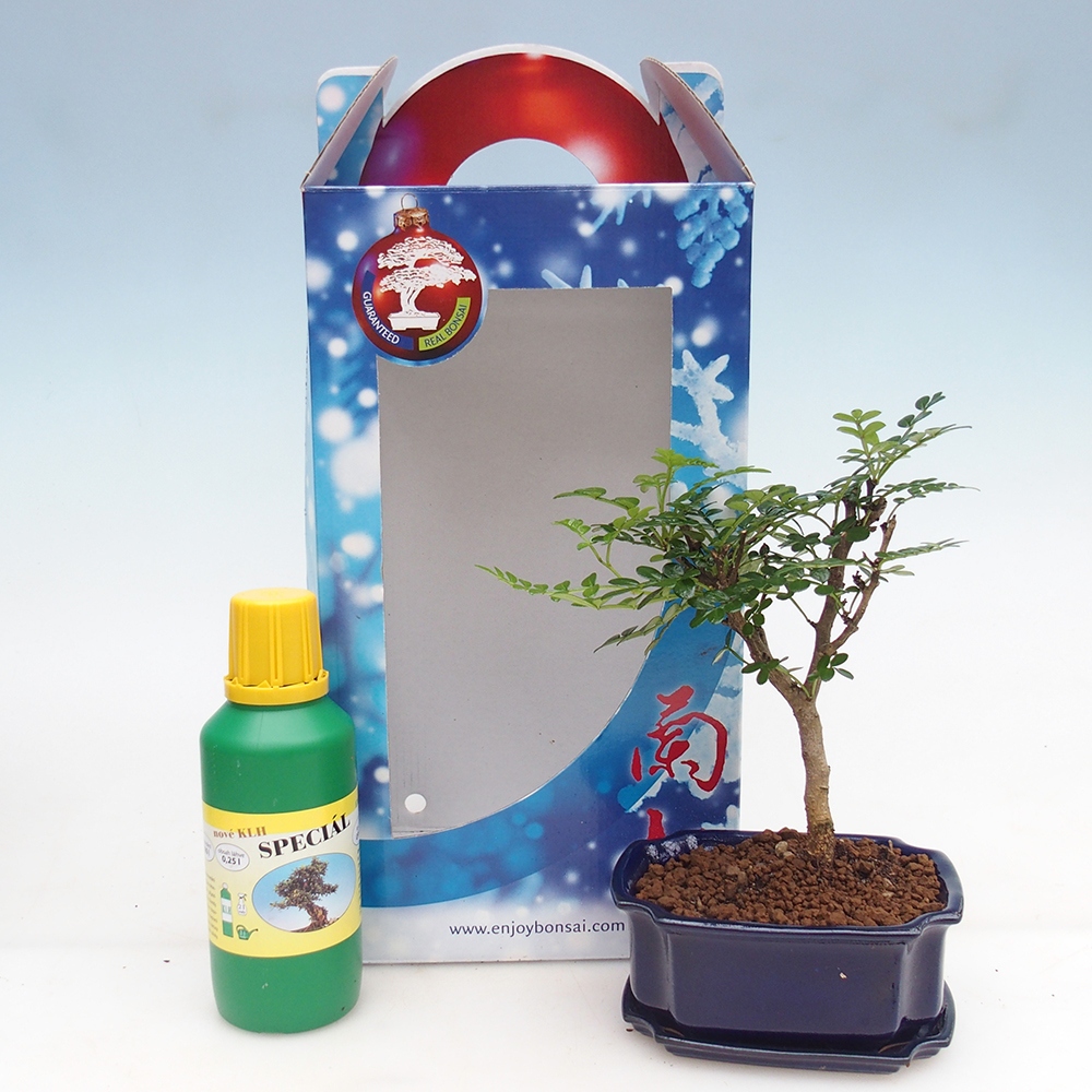 Pokojová bonsai v dárkové krabičce Zantoxylum piperitum - Pepřovník