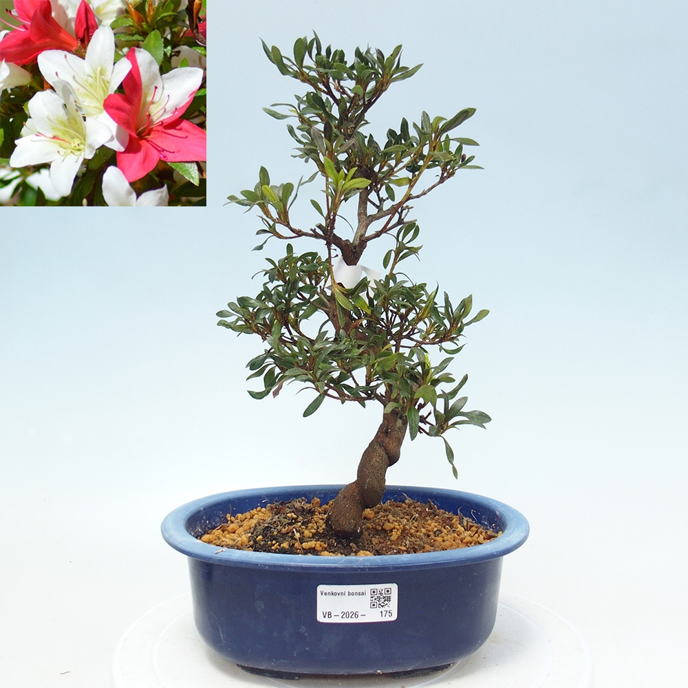 Venkovní bonsai - Japonská azalka - Azalea CHIHIRO