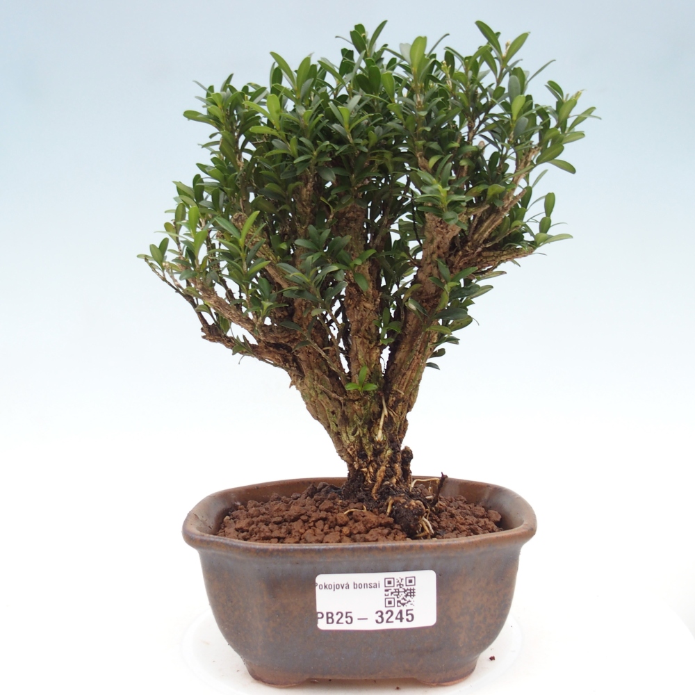Pokojová bonsai - Buxus harlandii -korkový buxus