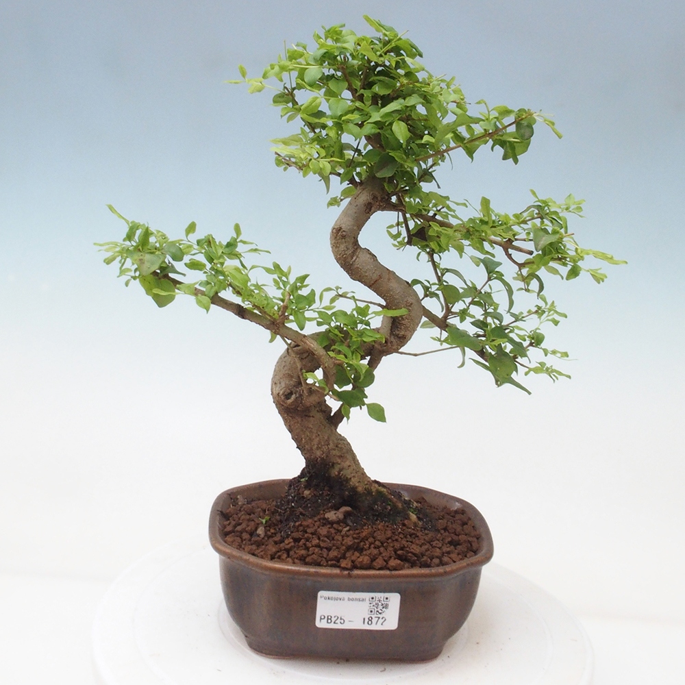 Pokojová bonsai -Ligustrum chinensis - Ptačí zob