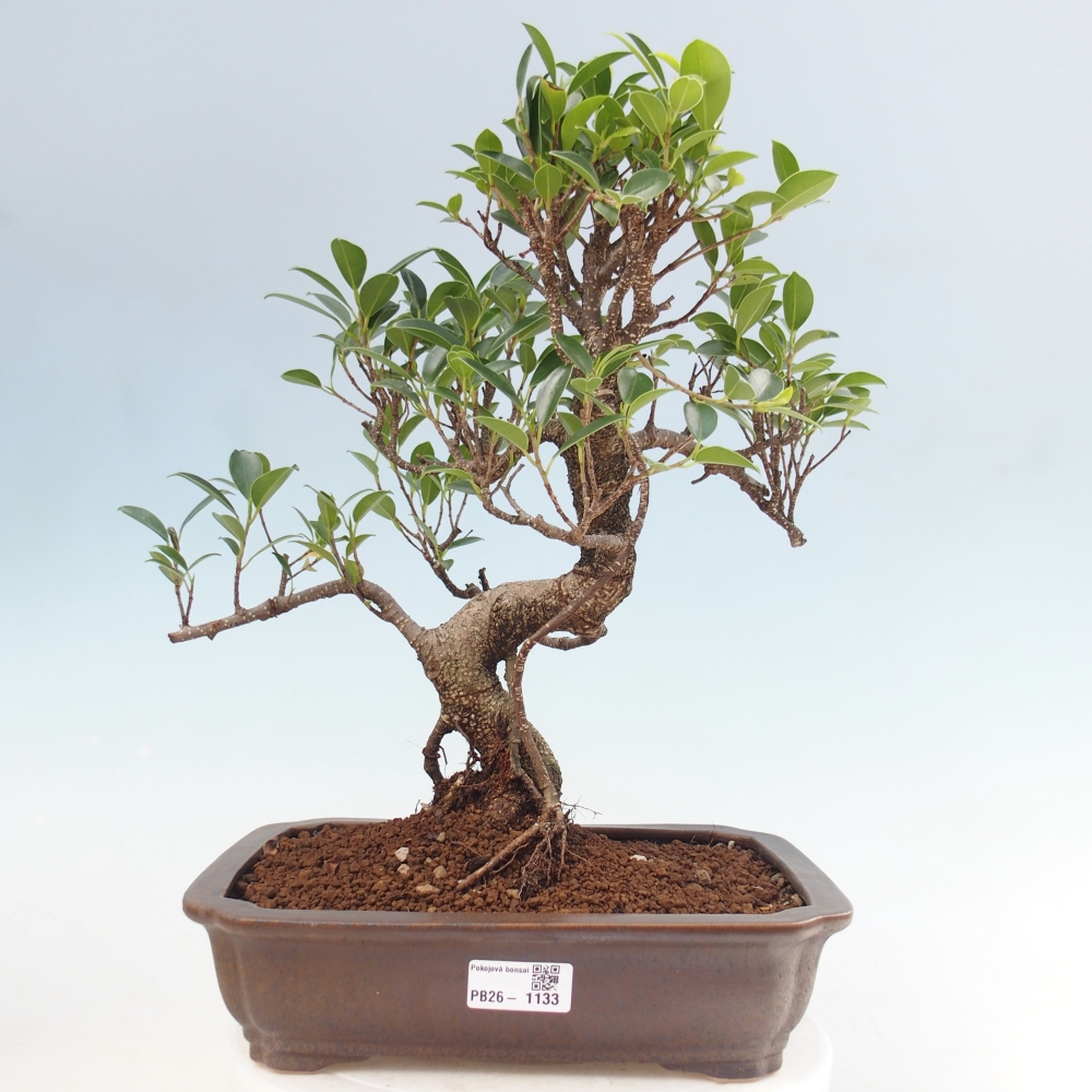 Pokojová bonsai - Ficus kimmen -  malolistý fíkus