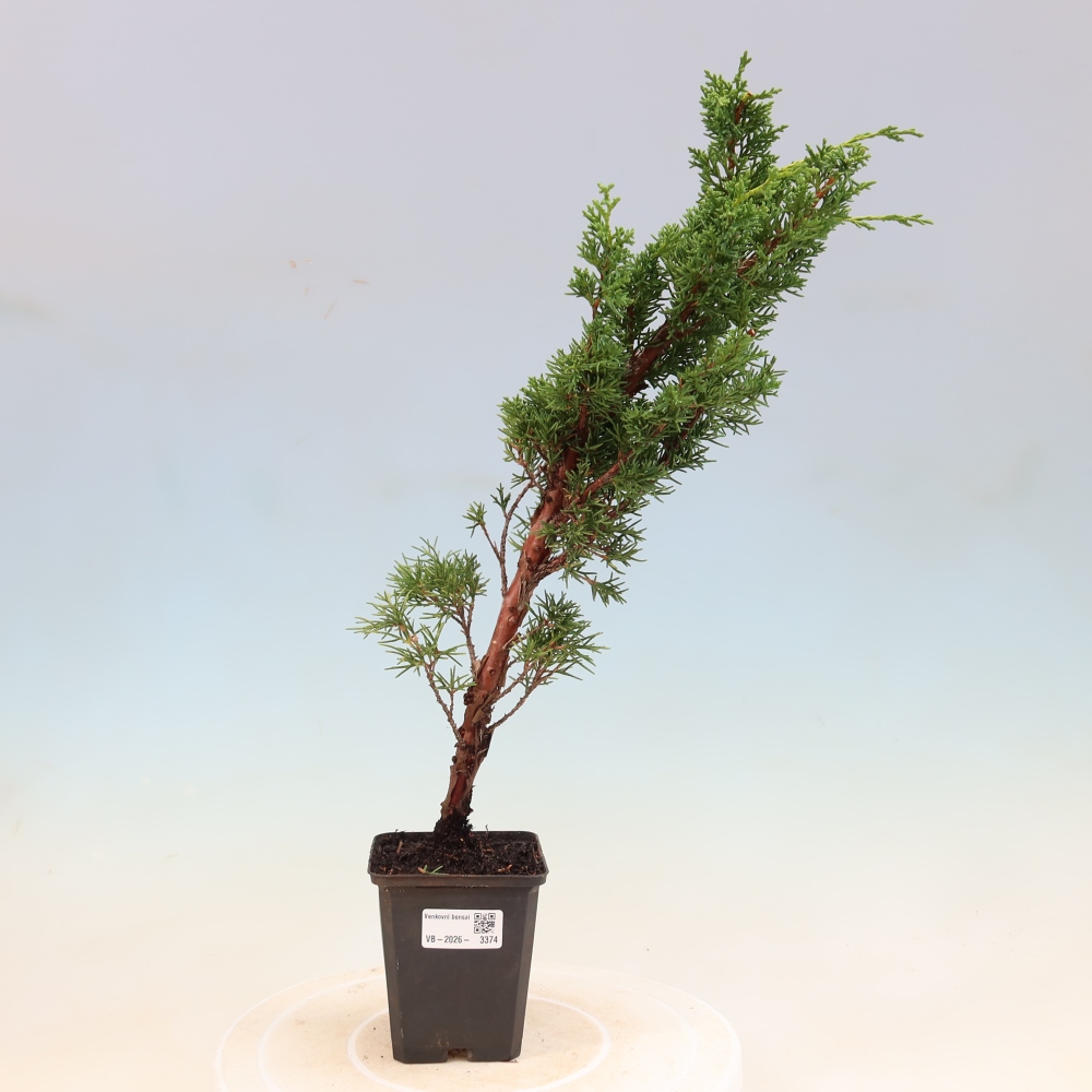 Venkovní bonsai - Juniperus chinensis Kishu -Jalovec čínský