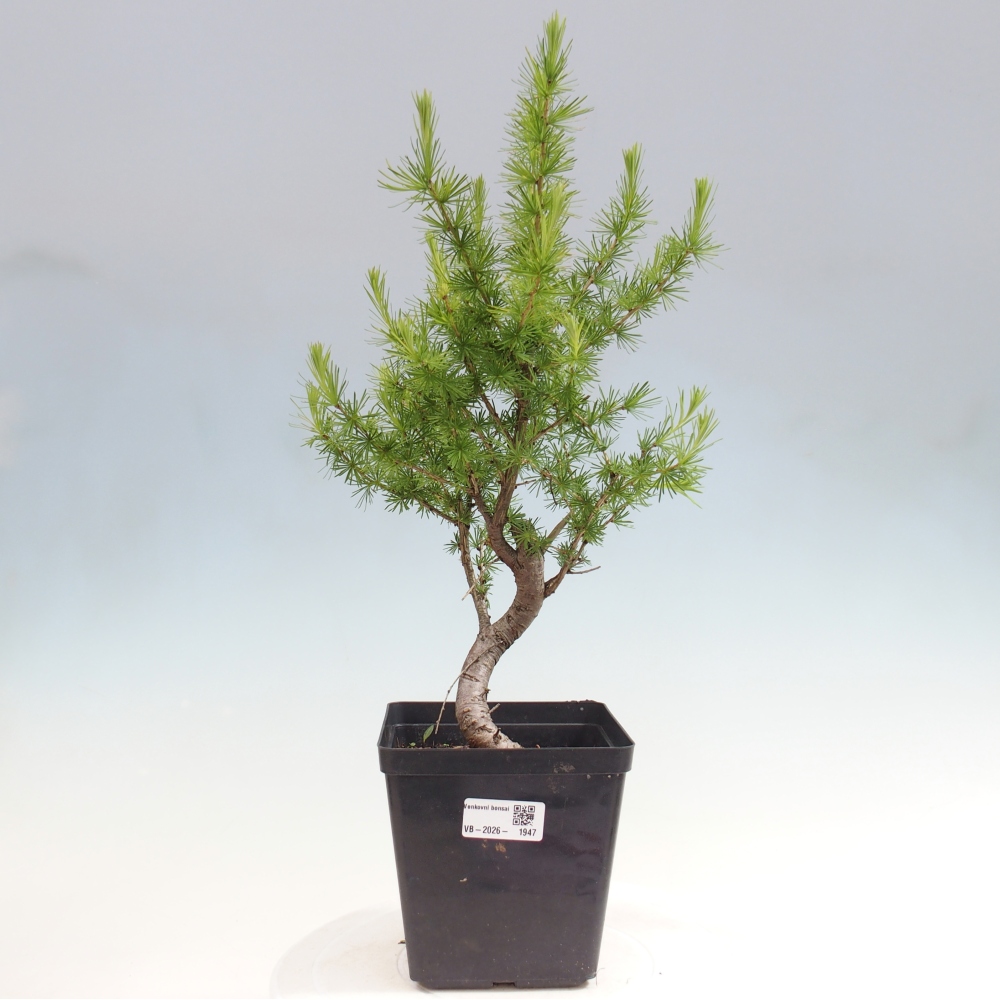 Venkovní bonsai -Larix decidua - Modřín opadavý 