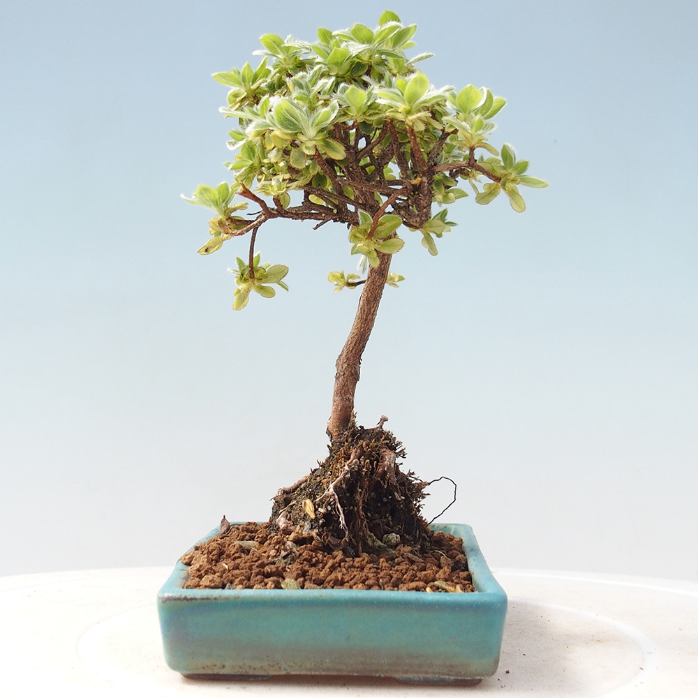 Venkovní bonsai - Rhododendron indicum - Japonská azalka